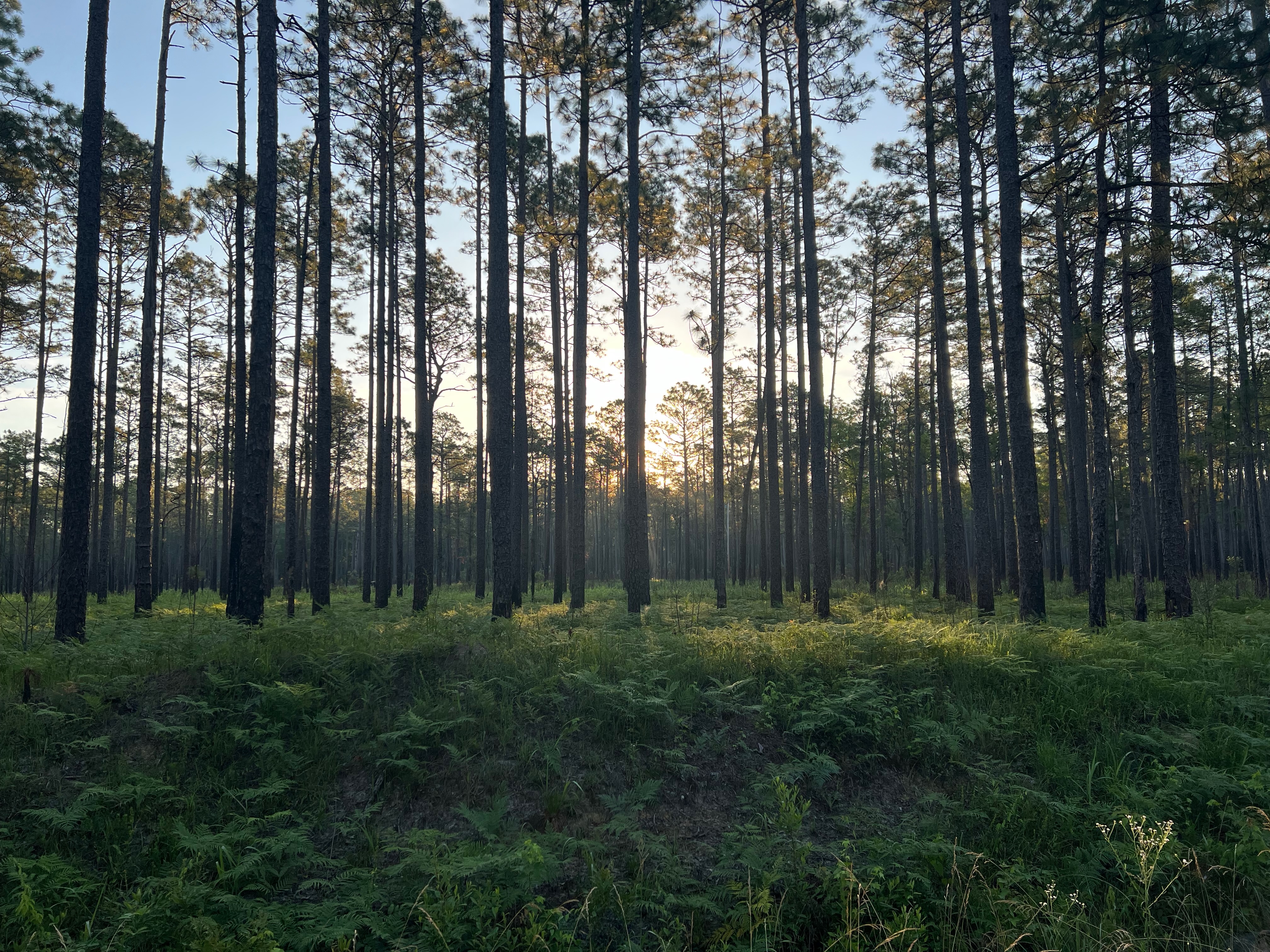 Longleaf Pines in the Croatan National Forest